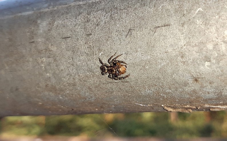 Marpissa muscosa preda ragno -  Vizzola Ticino (VA)